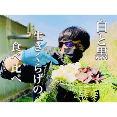 ◆期間限定「生」黒きくらげ(250g)と「生」白きくらげ (200g)2種セット(仁淀川町産)