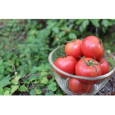 てっぺんとまと特上品・夏秋限定　特上品　1kg/1箱