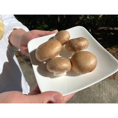 清流 仁淀川の水で育てた によどマッシュルーム 500g お礼品詳細 ふるさと納税なら さとふる 清流 仁淀川の水で育てた によどマッシュルーム 500g お礼品詳細 ふるさと納税なら さとふる