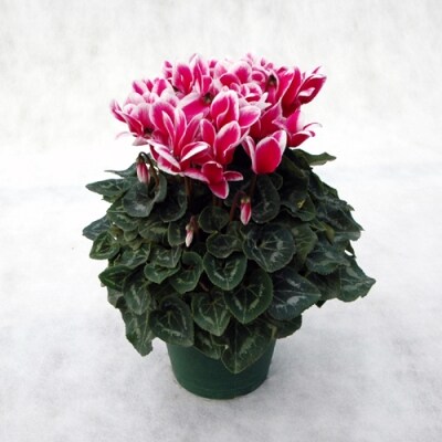 期間限定 シクラメン 6寸鉢 R2 11 01 お礼品詳細 ふるさと納税なら さとふる