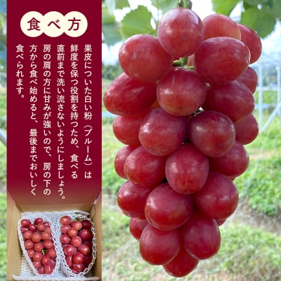 クイーンルージュ(約1kg、2～3房)　
