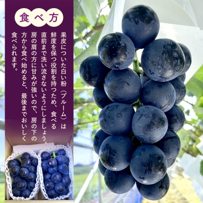 ナガノパープル(約1kg、2～3房)　