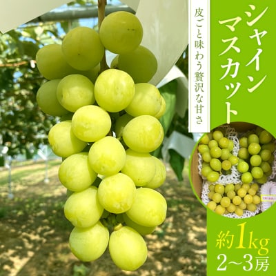 シャインマスカット(約1kg、2～3房)　