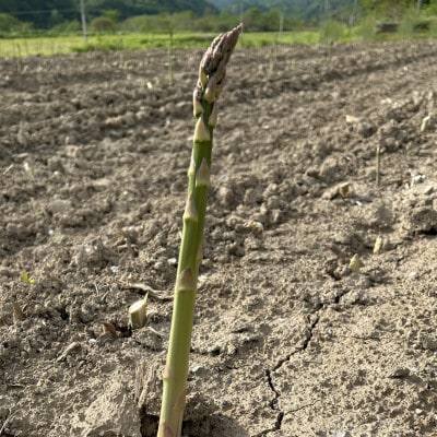 【先行予約・5月より順次発送】北海道島牧村産 アスパラガス 2kg(秀品) 坂下農園