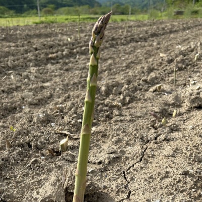 【先行予約・5月より順次発送】北海道島牧村産 訳ありアスパラガス 2kg 坂下農園
