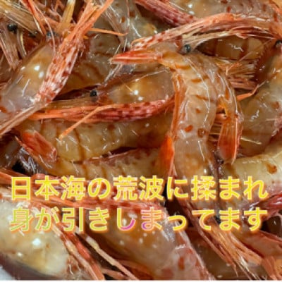 ぷりぷりボタンエビ　北海道日本海ボタンエビ【200g×4】