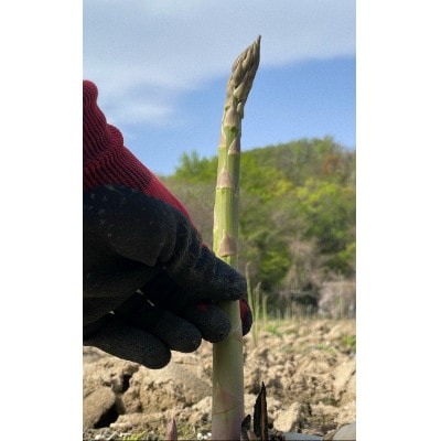 【先行予約】島牧村産露地栽培アスパラガス　1kg(M～Lサイズ混合)【2026年5月上旬～発送予定】