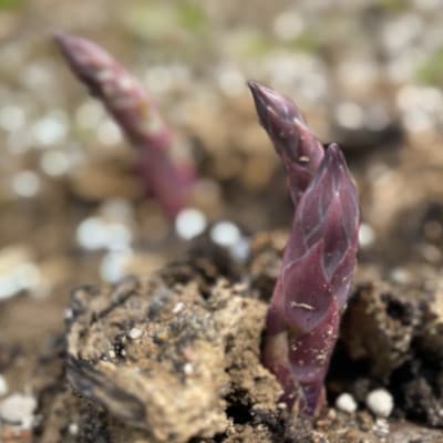 先行予約【訳あり】島牧村産アスパラガス 1kg(冷蔵便)【2026年5月上旬～発送予定】