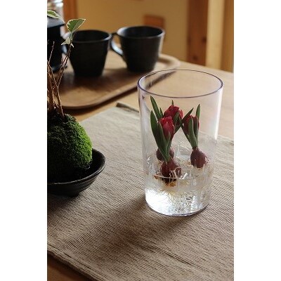 2月発送 冬咲きチューリップ水耕栽培キット チューリップ水耕栽培キット お礼品詳細 ふるさと納税なら さとふる