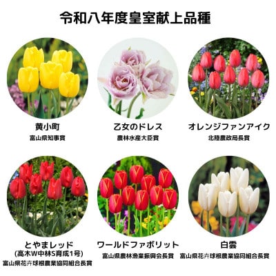 チューリップ球根 皇室献上品種セット