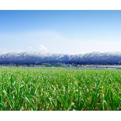 富山県産プレミアム熟成黒にんにく150g×3袋(砺波市)