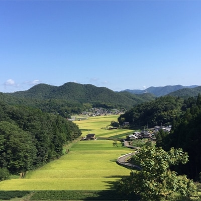 2021年7月発送開始『定期便』毎月お届け!純粋 丹波こしひかり100% 10kg全3回