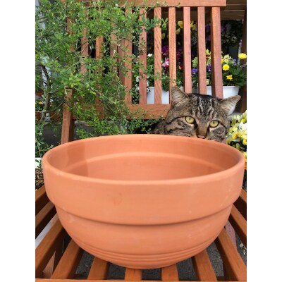 季節の花寄せ植え　八木町バイオエコロジー堆肥で元気いっぱい!