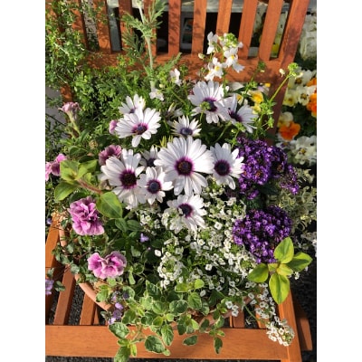 季節の花寄せ植え(バイオエコロジー堆肥使用)　&　南丹市八木町のお米こしひかり10キロ