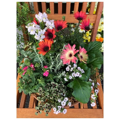 季節の花寄せ植え(バイオエコロジー堆肥使用)　&　南丹市八木町のお米こしひかり10キロ
