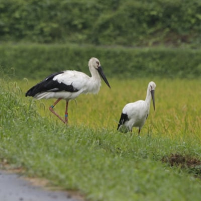 [コウノトリの暮らせる田づくり]特別栽培米きぬひかり(白米)10kg