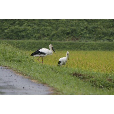 [コウノトリの暮らせる田づくり]特別栽培米きぬひかり(無洗米)5kg