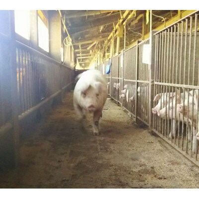 京丹波高原豚GPバラ焼肉用700g[高島屋選定品]011N425