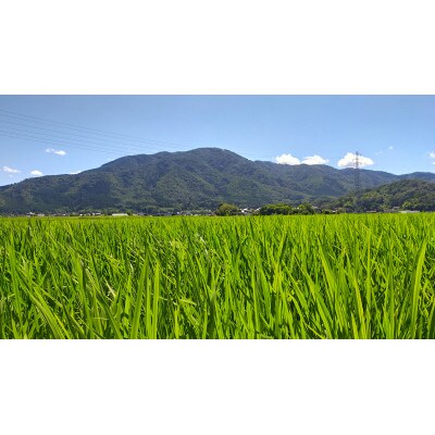 施肥技術指導員監修　京都府産ヒノヒカリ・きぬむすめ　食べ比べ5kg×2品種　計10kg