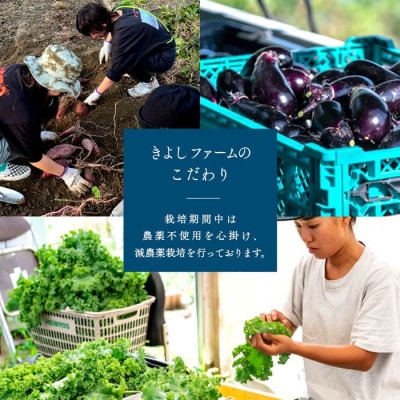産直!京野菜おまかせセットM 野菜詰め合わせ 新鮮