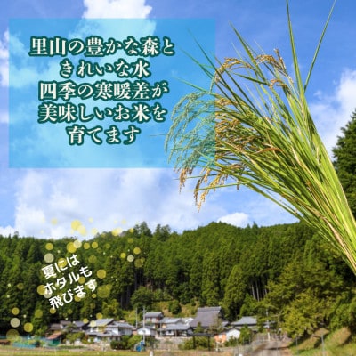 【令和6年産米】京都府産こしひかり10kg(5kg×2袋)農家直送 出荷日に合わせて精米