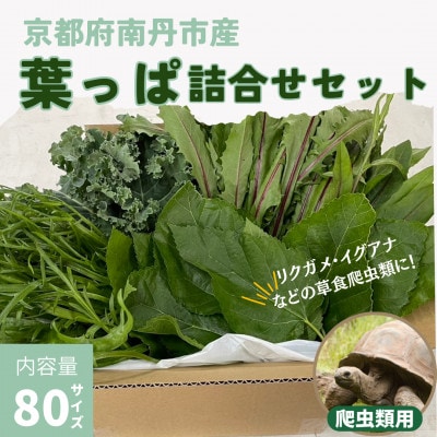 爬虫類用 季節の葉っぱ詰め合わせ 80サイズ