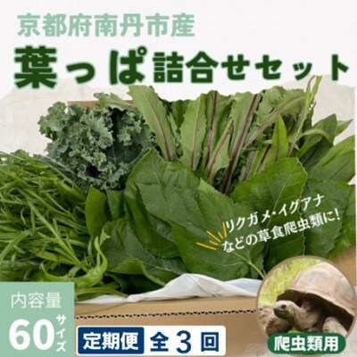 【毎月定期便】爬虫類用 季節の葉っぱ詰め合わせ 60サイズ全3回
