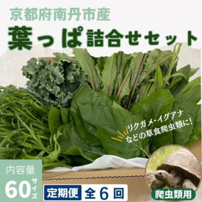 【毎月定期便】爬虫類用 季節の葉っぱ詰め合わせ 60サイズ全6回