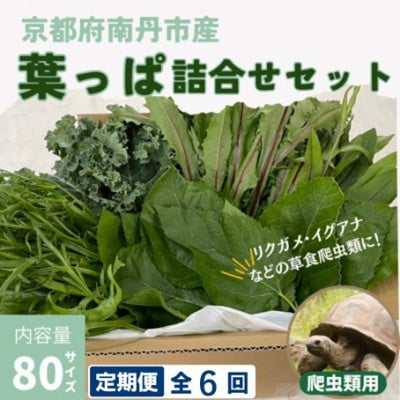 【毎月定期便】爬虫類用 季節の葉っぱ詰め合わせ 80サイズ全6回