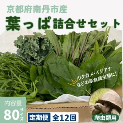 【毎月定期便】爬虫類用 季節の葉っぱ詰め合わせ 80サイズ全12回