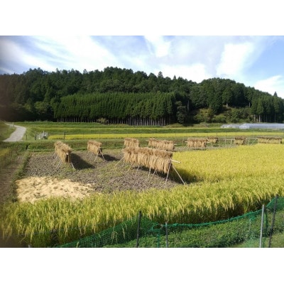 【令和7年産】京都丹波産『天日干し』ササニシキ5kg 玄米(栽培期間中農薬不使用)