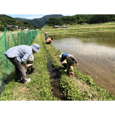 【令和7年産】京都丹波産 コシヒカリ 10kg 玄米(栽培期間中農薬不使用)