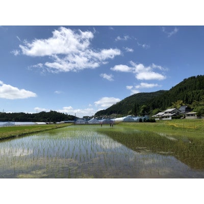 【さとふる限定】京都丹波産天日干しササニシキ玄米(栽培期間中農薬不使用) 5kg
