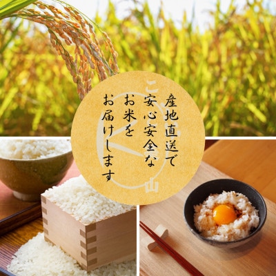 【新米予約】令和8年産 にじのきらめき 5kg 美山町産 こと美山米 精米