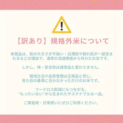 【訳あり】 令和7年産 こと美山米 5kg 精米 コシヒカリ にじのきらめき
