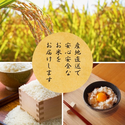 令和7年産 京都丹波産 コシヒカリ 10kg