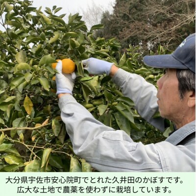 【大分県産直】久井田農園のかぼす 15kg【112600300】【株式会社andK】