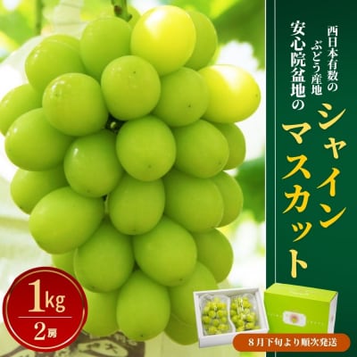 シャインマスカット約1kg 2房 【106300101】【大分県農業協同組合北部エリア】