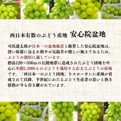 <2026年発送>シャインマスカット1kg【106300101】【大分県農協北部エリア】