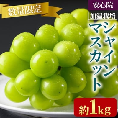 【先行受付】シャインマスカット1kg加温栽培 【106300301】【大分県農業協同組合北部エリア】