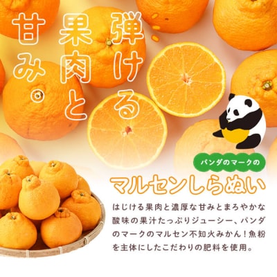 千財農園 不知火 L~4L(16玉～24玉)  しらぬい【109000301】【千財農園】