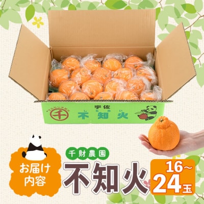 千財農園 不知火 L~4L(16玉～24玉)  しらぬい【109000301】【千財農園】