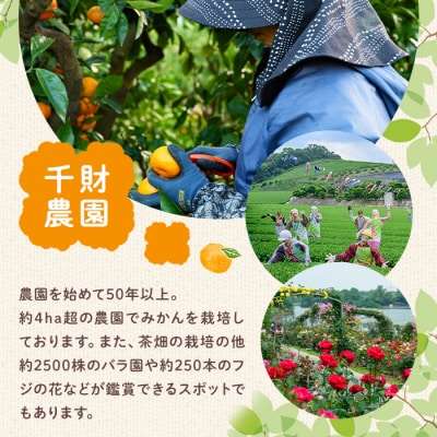 千財農園 不知火 L~4L(16玉～24玉)  しらぬい【109000301】【千財農園】