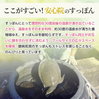 美・すっぽんぜりーシャインマスカット風味 10本×6【115300900】【アンフィニプロジェクト】