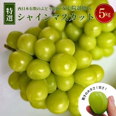 <2026年発送>特選シャインマスカット 5kg【106300700】【大分県農協北部エリア】