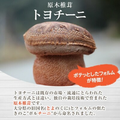 乾椎茸 トヨチーニ・サイズランダム(計80g・40g×2袋)【110300401】【松重　拓志】