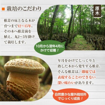 乾椎茸 トヨチーニ・サイズランダム(計80g・40g×2袋)【110300401】【松重　拓志】