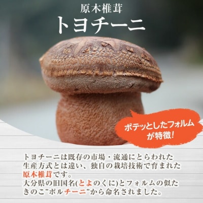 乾椎茸 トヨチーニ・小サイズ(80g)【110300101】【松重　拓志】