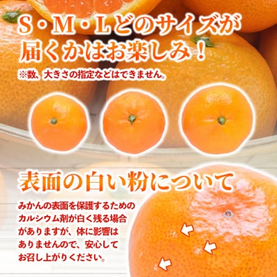 温州みかん 5kg 12月中旬発送【103610500】【井上農園】