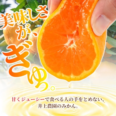 <12月下旬発送>温州みかん 5kg【103610600】【井上農園】